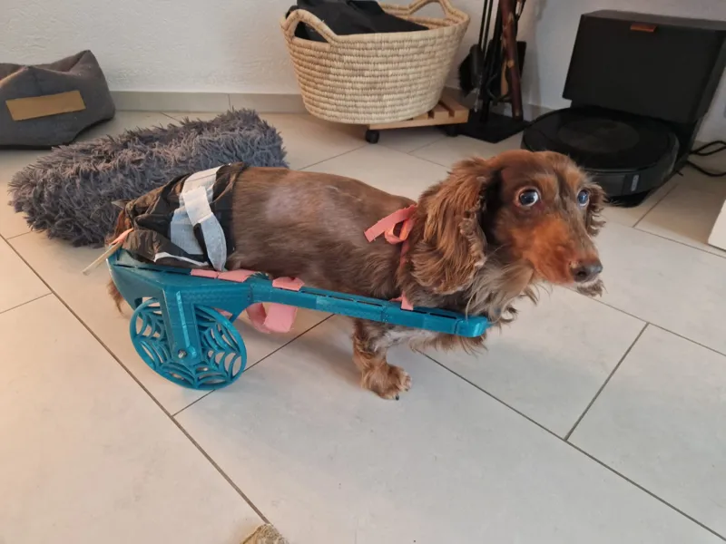 Handicap-dog