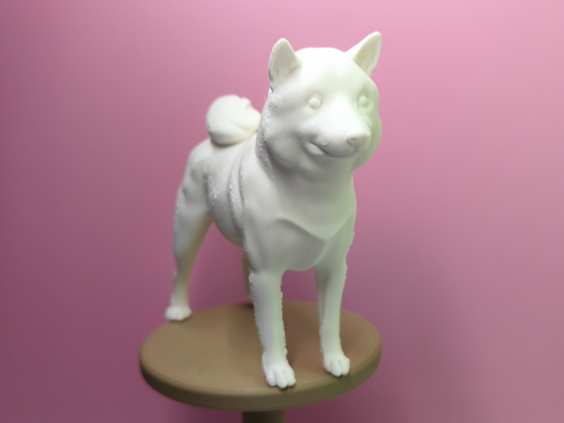 呆瓜柴犬【倒立打印】