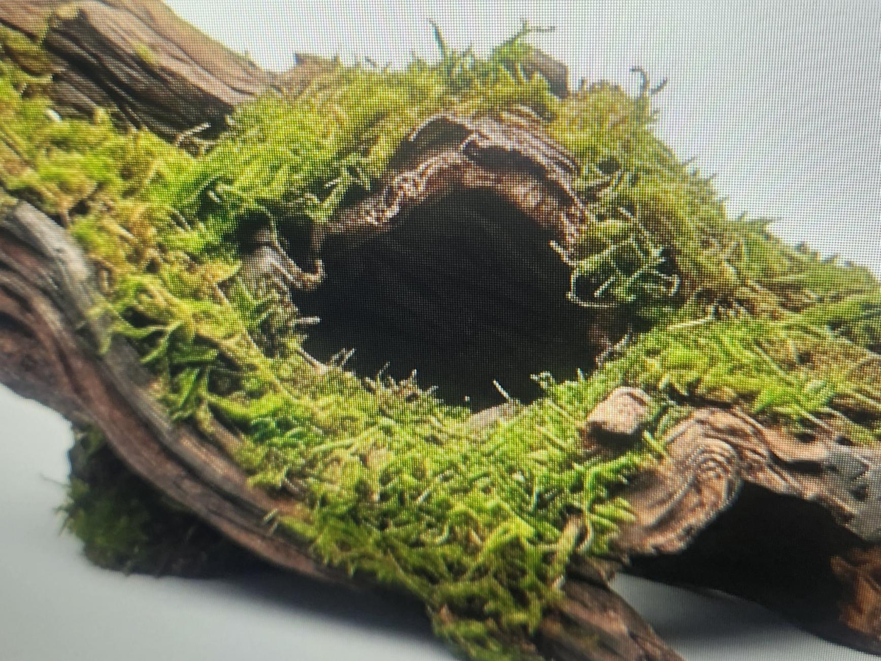 Hiding spot in a snake terrarium