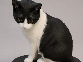Gato Agata