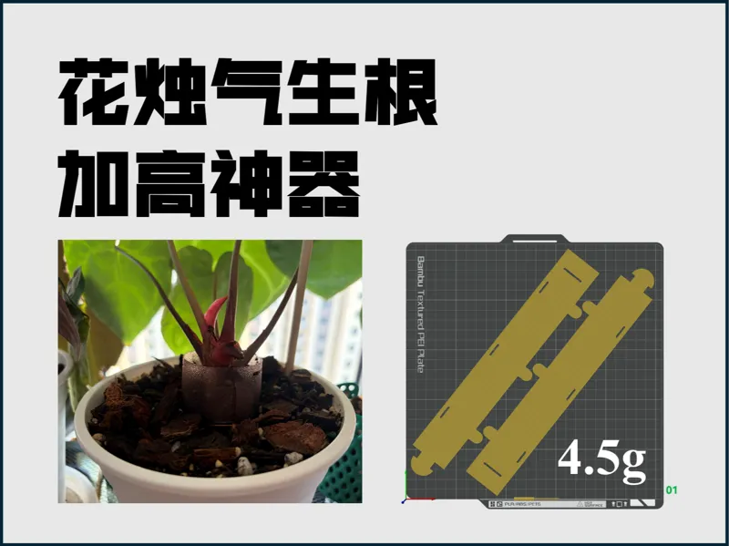 花烛气生根加高