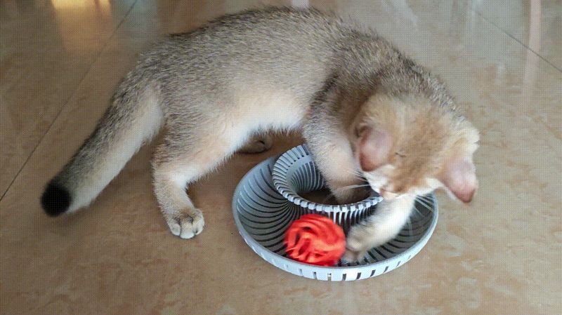 猫玩具-2#甜甜圈球道（柠总认证）