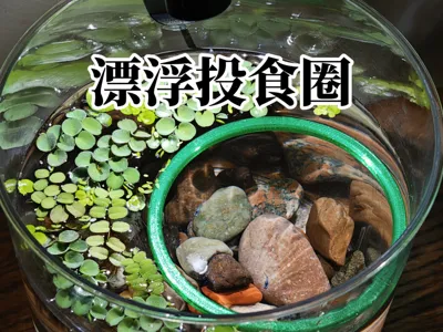 Aquarium Floating Feeding Ring Suspended Feeding Ring