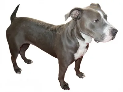 Staffordshire Terrier aka Ladybug