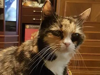 Cat Statue