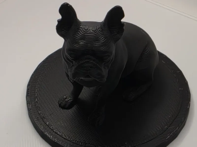 French Bull Dog