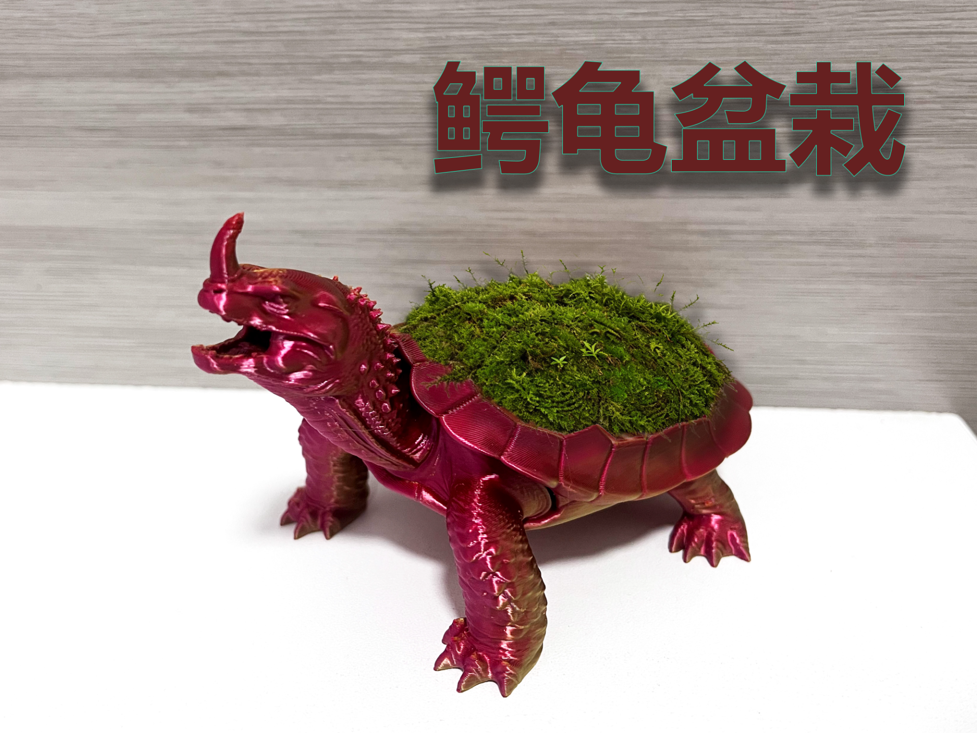 鳄龟盆栽