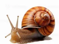 Garden Snail (STL)