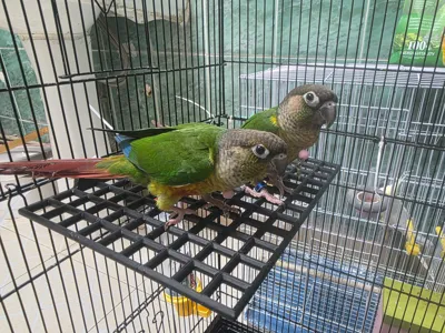 bird stand net