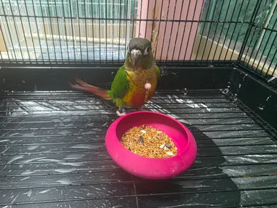 Parrot weaning bowl