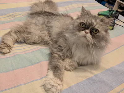 The cat
