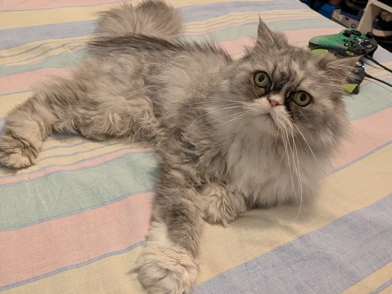 Le chat