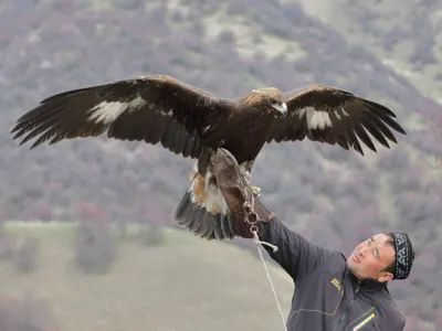 Xinjiang Eagle Hunter