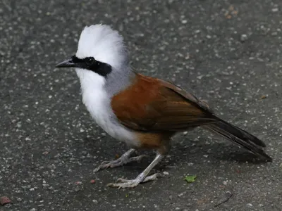 White-crested Laughingthrust