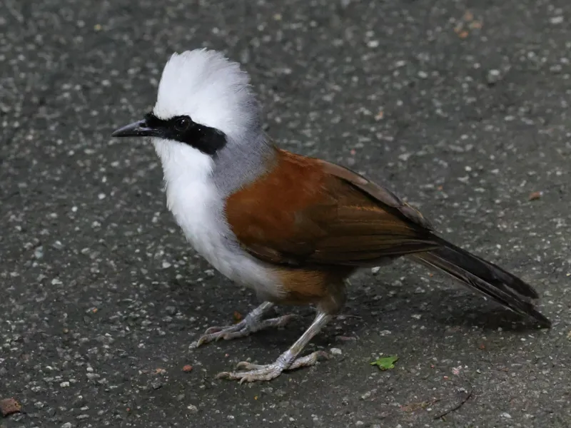 White-crested Laughingthrust