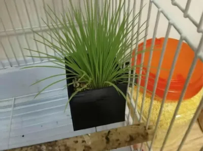 Hanging malt grass hydroponic box inside bird cage (two clip sizes to choose from)
