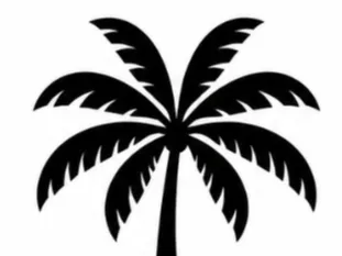 palm tree 