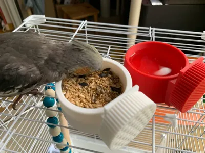Bird food bowl