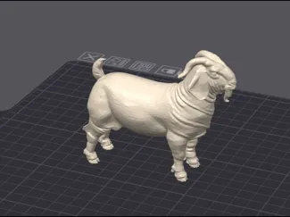 Boer Goat