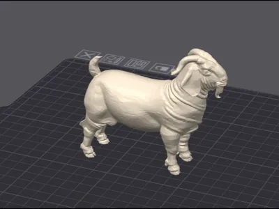 Boer Goat