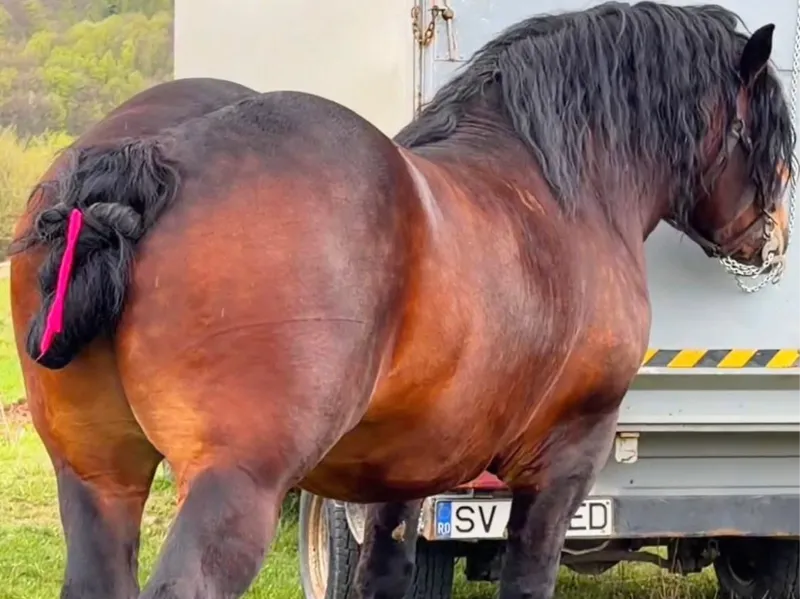 Draft horse