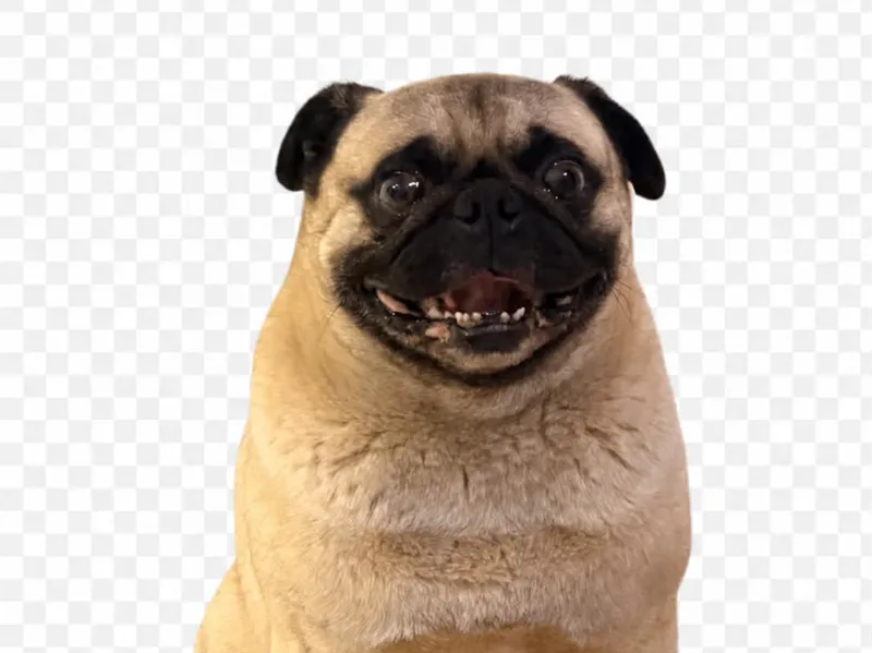 pug sentado 