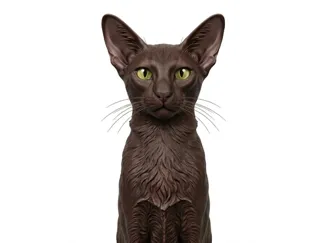 фигурка котика ориентала