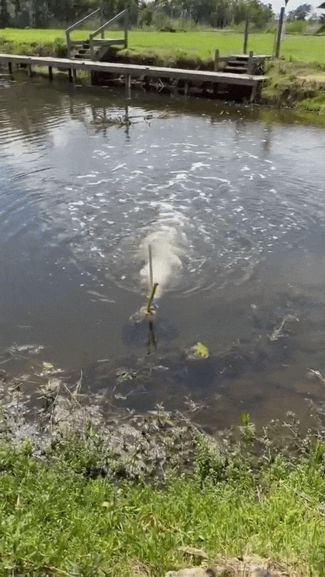 2" PVC Venturi Pond & Fish Aerator