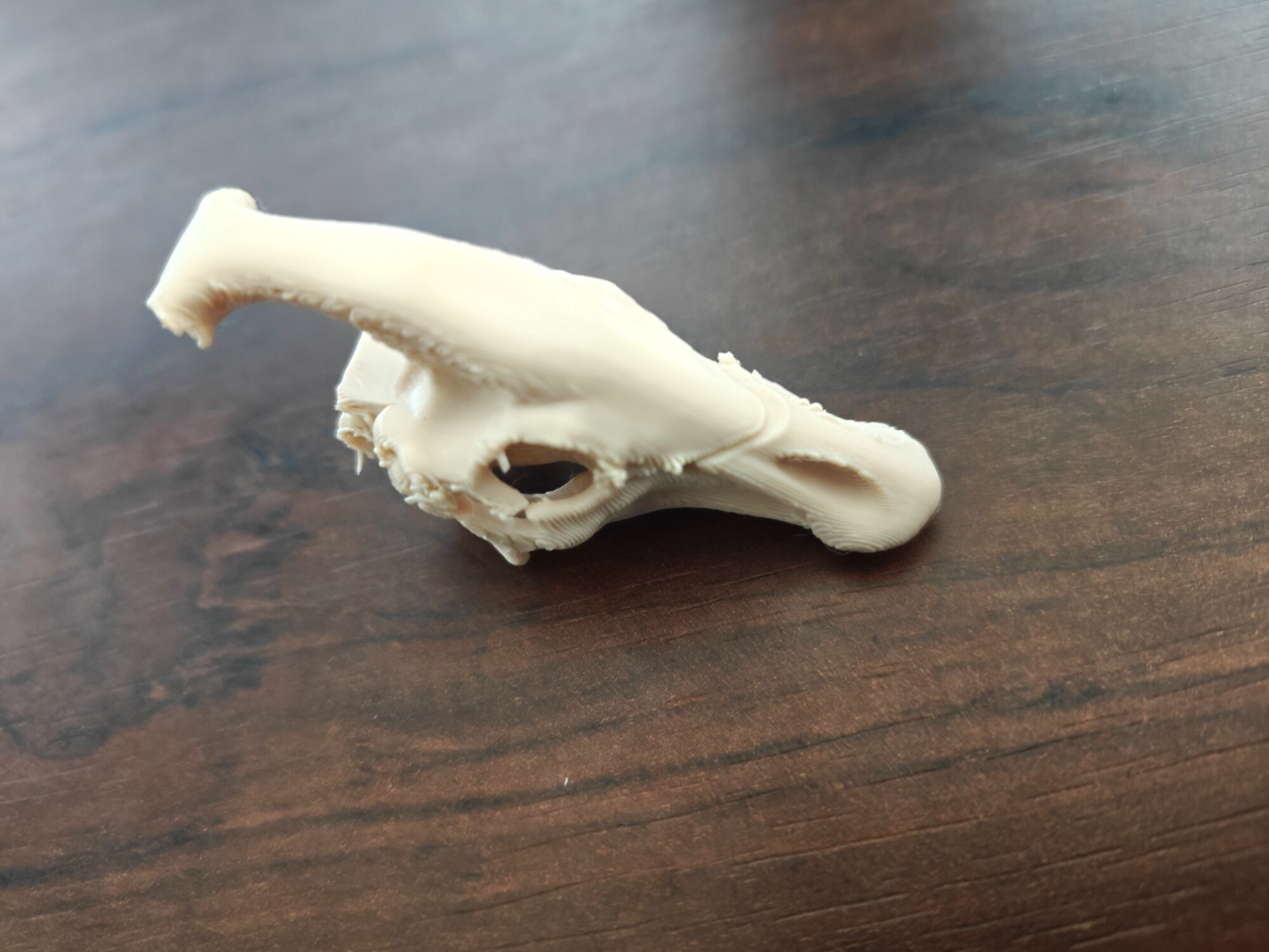 Parasaurolophus Skull Capsule - trinket box