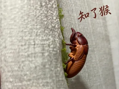 Cicada Larvae