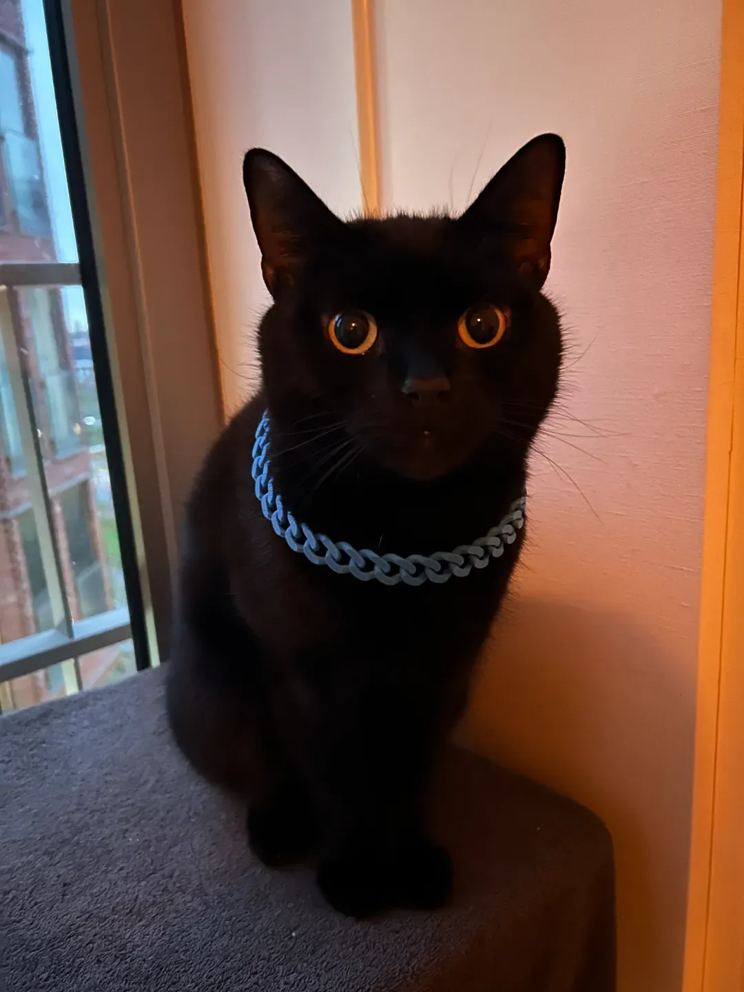 Cat wearing a Cuban Chain