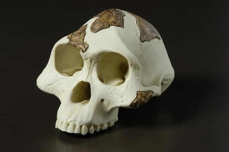 Australopithecus cranium