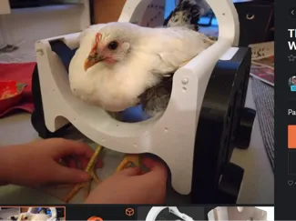 Chicken wheelchair :D