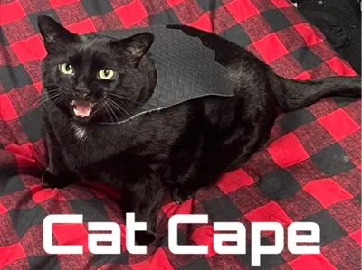 Cat Cape