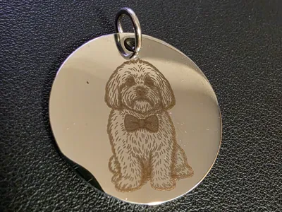 Havanese dog