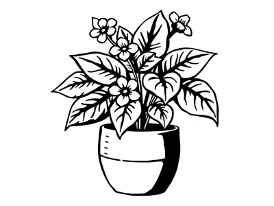 Plant in pot