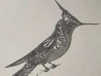 Draw