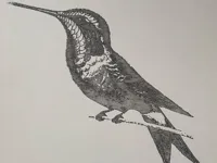 Draw