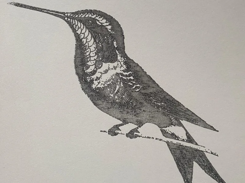 Fineliner Bird Sketch 1
