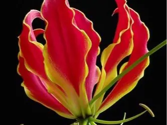 flame lily