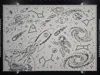 Draw