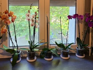 coupelle orchidée diametre 11cm
