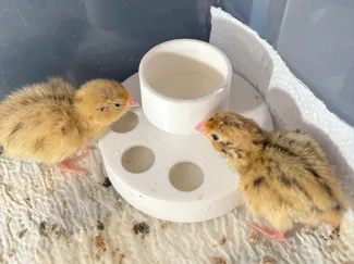 No-Spill Chick Waterer - No Support needed !