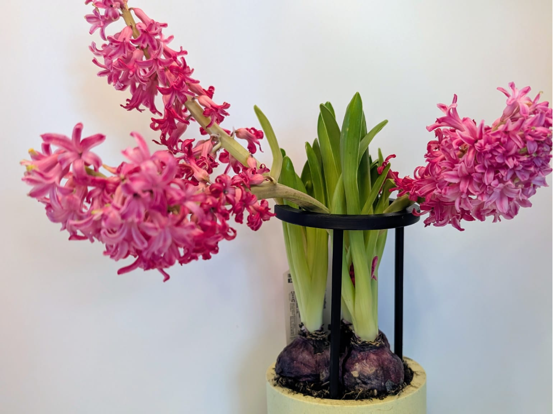 Adjustable Plant Ring – Perfect Plant Support