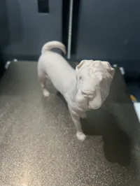 Chien Shar Pei — photo 2