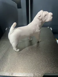 Chien Shar Pei — photo 4