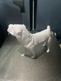 Chien Shar Pei — photo 3
