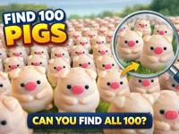 100 pigs