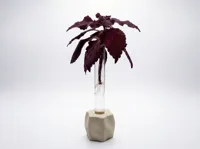 Support minimaliste pour bouture en éprouvette — photo 2