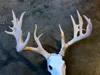 Antler Set Air Heads 50% Scale